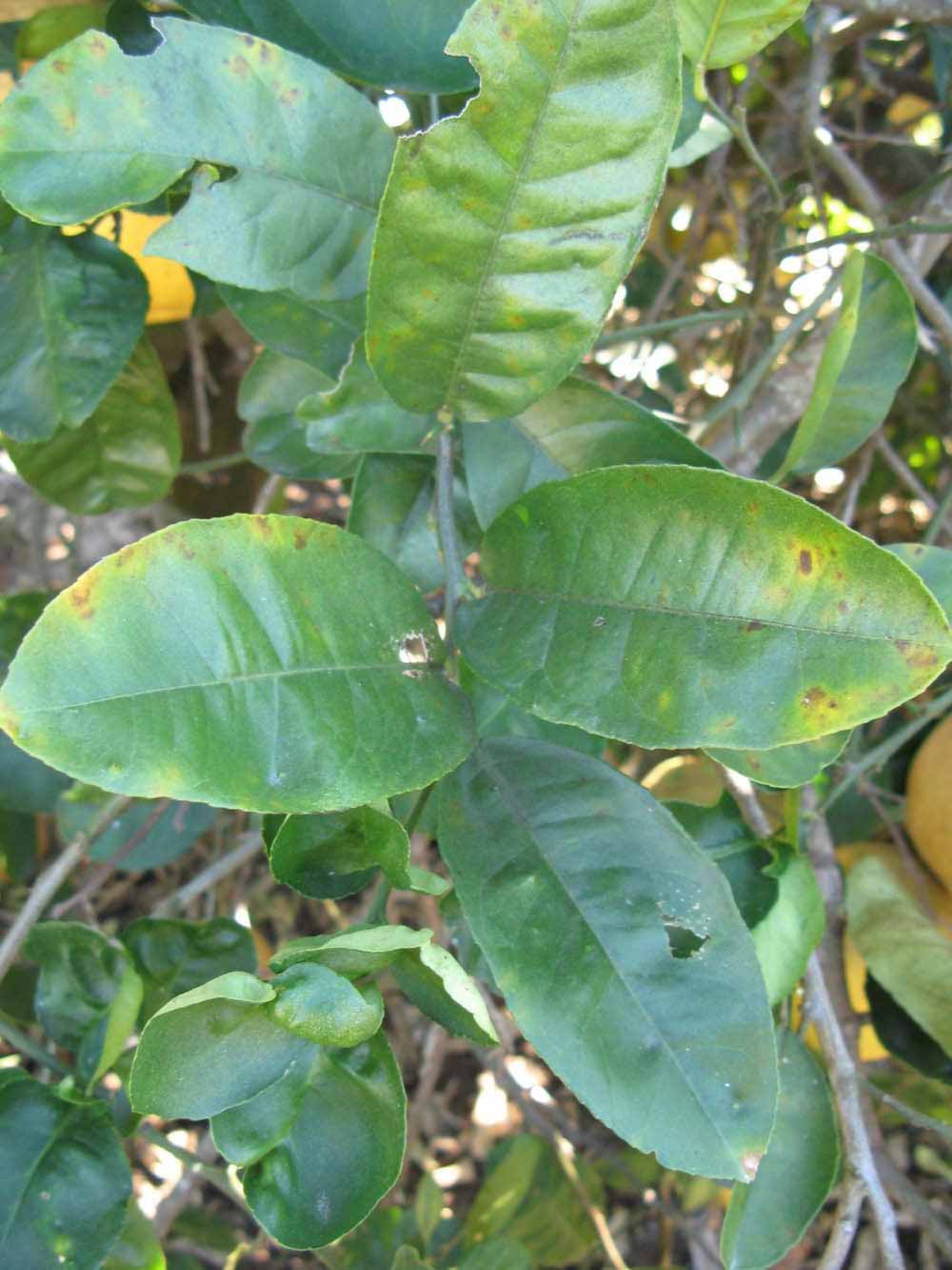           Shade leaves (Winter Haven, FL)   